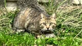 Кошка нашла своих котят мертвыми и спасла последнего котенка Кошка нашла своих котят мертвыми и спасла последнего котенка