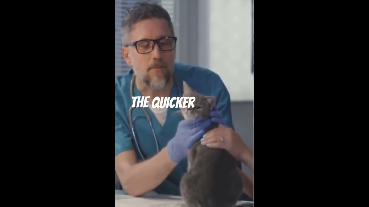 У вашей кошки есть признаки болезни Альцгеймера?