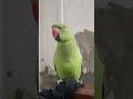 sona mithu 🦜🦜🥰 #parrots #funny #birds #cuteparrot #cutebaby #parrotsound #parrotshorts #talkingparot