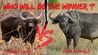 Cape Buffalo vs Indian Gaur - Who will be the winner ?