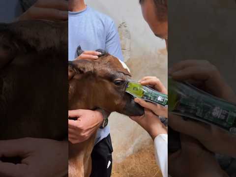 حلاقة مهر عربي أصيل أفنص فرسان خيول عربية اصيلة السعودية الابلور العراق قطر بحرين الاردن