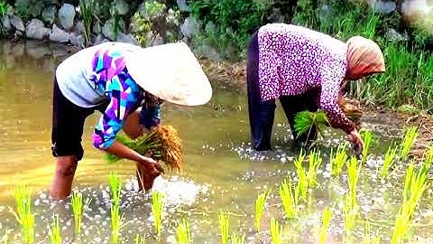 Người nông dân : Nghề cấy lúa mướn bán mặt cho đất bán lưng cho trời - Tri Tôn, An Giang 21/08/2020