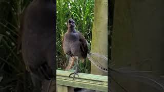 Burung kicau 1000 variasi suara😱