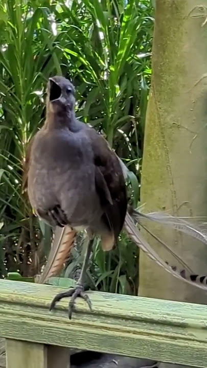 Burung kicau 1000 variasi suara😱