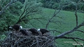 Dinner at the Decorah Eagles  North nest Explore Live Nature Cams