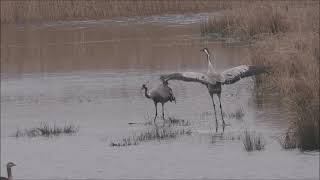 Dansende kraanvogel vogelkijkhut Diependal