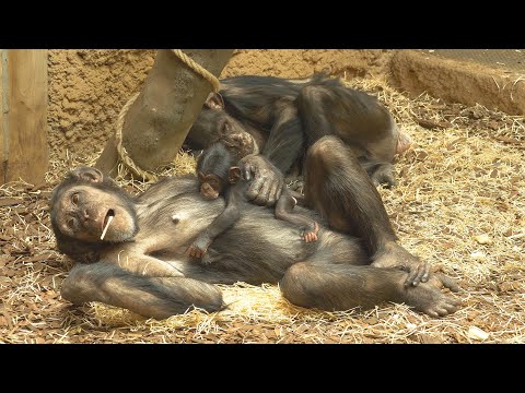 Video: Opic Bonobo je nejchytřejší opice na světě