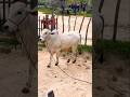 TOURO NELORE PO #pecuarista #gado #fazenda #vaquejada #agro #vidanaroça #rural #touro #musica