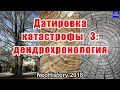 Датировка катастрофы 3: дендрохронология