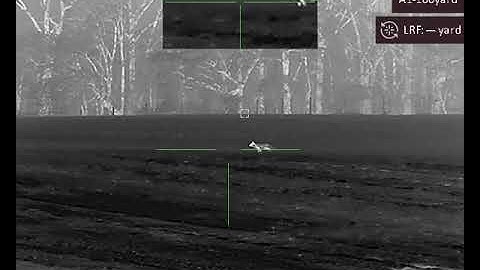 C2323  &  C2324  11 25 23   32lb female 35lb male  ledu