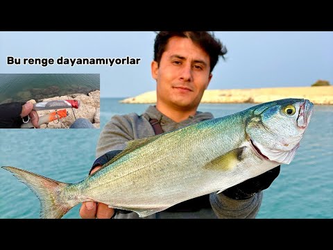 POPPER İLE LÜFER AVI SU ÜSTÜ AKSİYONU BALIKLAR BU RENGE DAYANAMIYOR