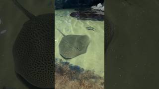 👈🏻stringray -திருக்கை மீன் #shorts #aquarium #trending #music #love #video #stringray #marine #fish