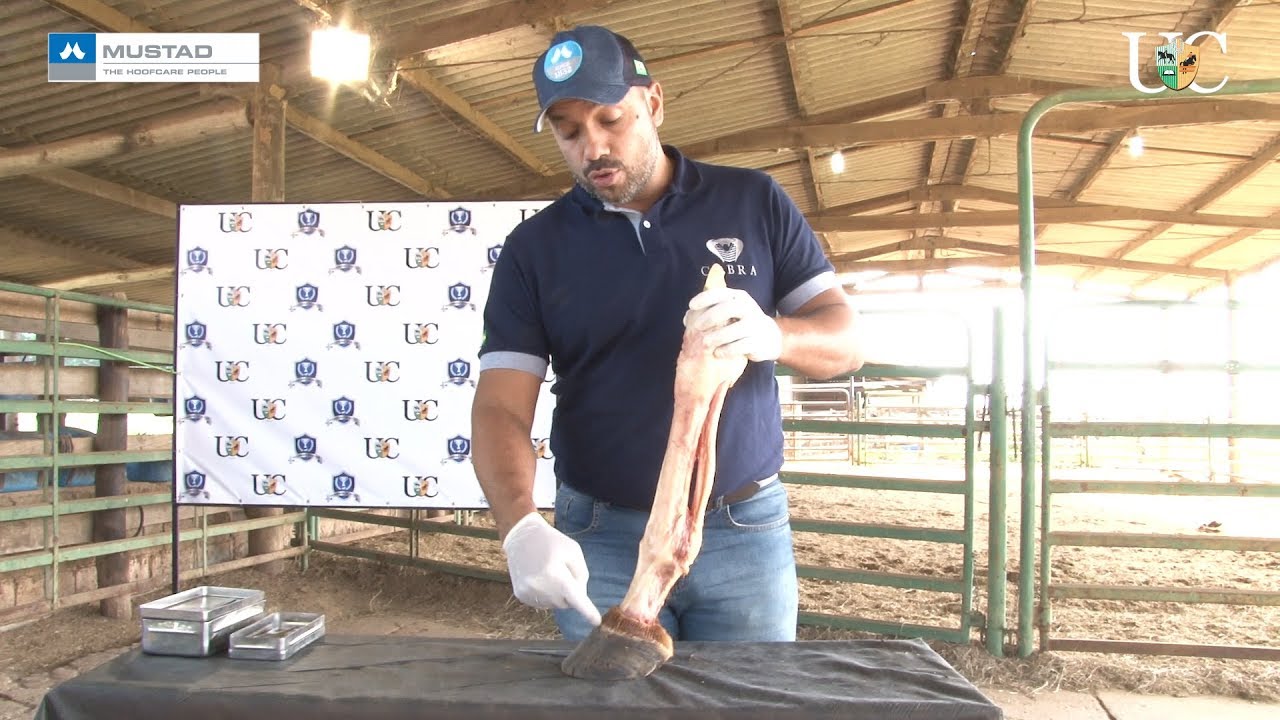 TV UC - Anatomia do casco -  tendões e ligamentos