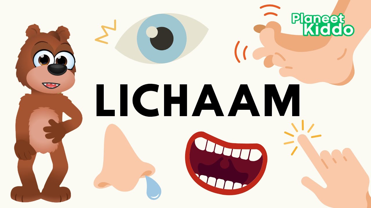 👀 Lichaamsdelen Leren In Het Nederlands | Ons Lijf Voor Peuters En Kleuters | Learn Dutch Body Parts