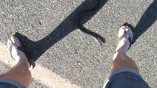 Despite standing still, this snake takes a bite || ViralHog