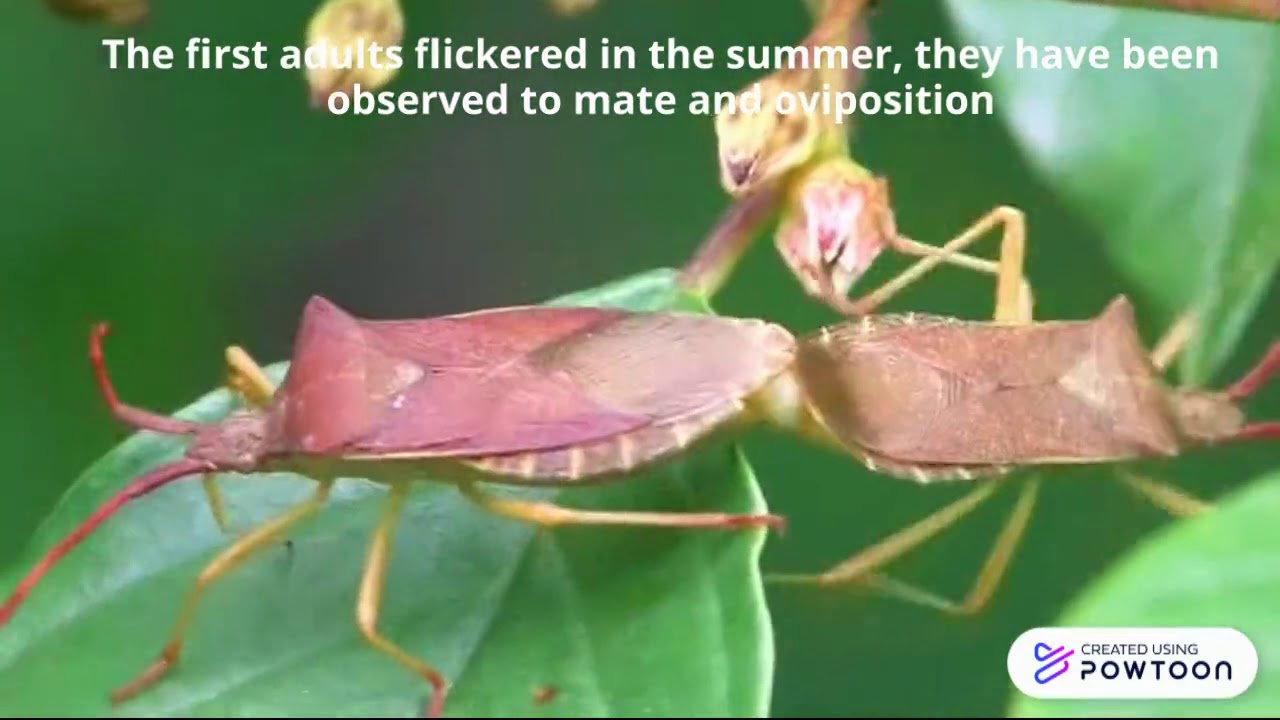 Gonocerus acuteangulatus of unique behaviour