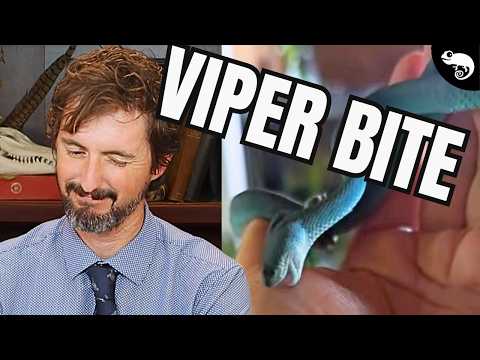 Zoologist Reacts to Viral Snake Bite Videos (Part 2)