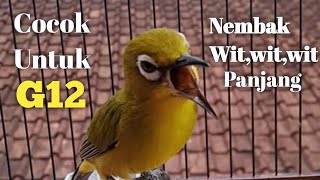 Pleci Juara Kelas G12 Nembak Wit.wit.wit Panjang Sejalur Volume++