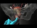 The Hidden Secret of the Clitoris: What Really Triggers the Female Orgasm (3D Reveal)