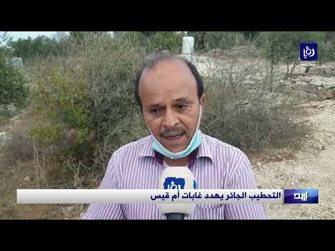 التحطيب الجائر يهدد غابات أم قيس