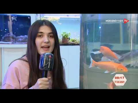 Video: Akvarium Balıqlarına Necə Müalicə Etmək Olar