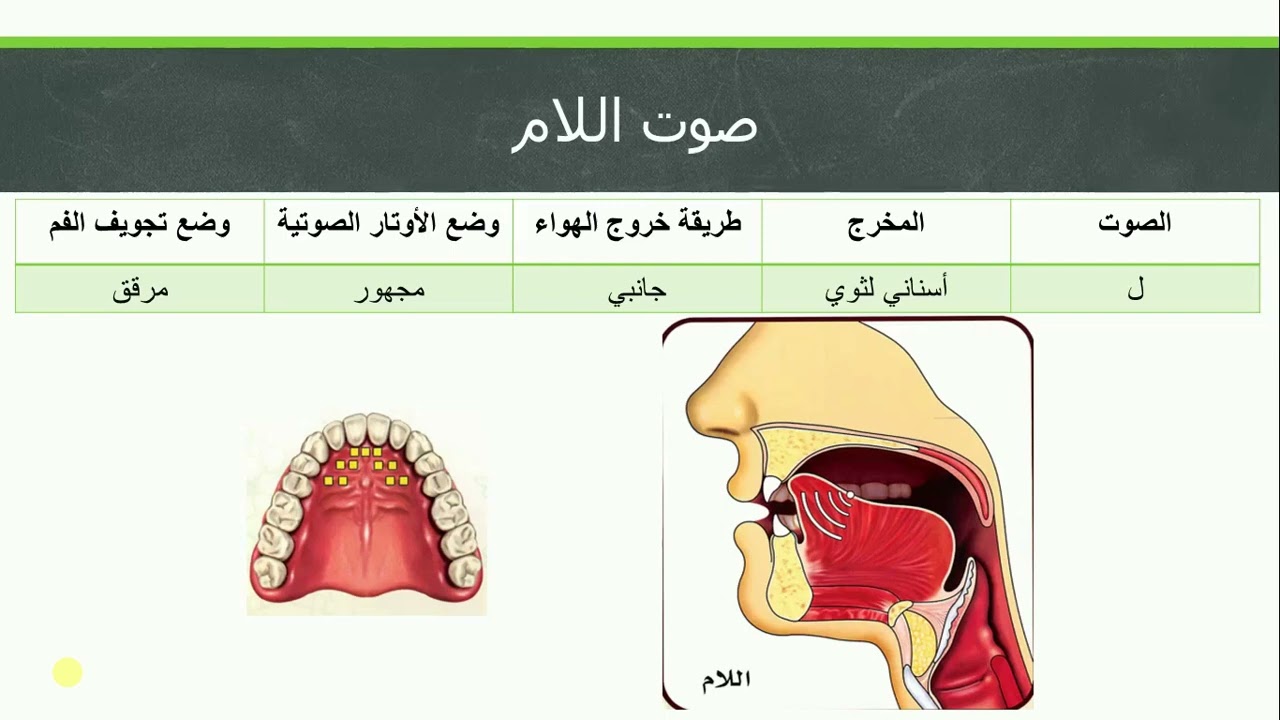علم الأصوات | الأصوات المتوسطة | ح10