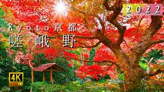 風景画「紅葉の常寂光寺Ⅱ」油彩画 F10 京都・嵯峨野 張りキャンバス・額なし 風景画「紅葉の常寂光寺Ⅱ」油彩画 F10 京都・嵯峨野 張り