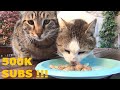 Meet Our Big Family of Cats ! 500K Subs Celebration Meal!