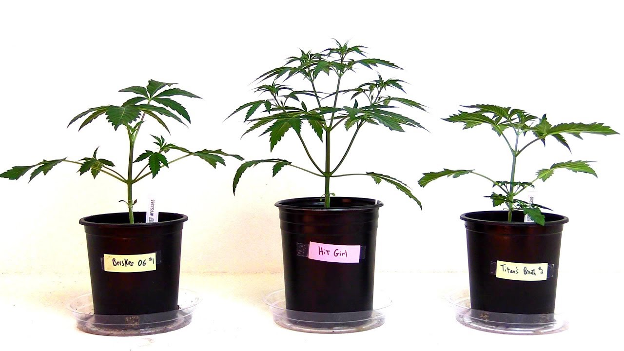 Electric Sky es300. Grew-6. Grow Guide (Ep. Look after Plants. Show plant