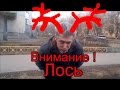 Внимание лось на дороге ! Лося зовут Лев !