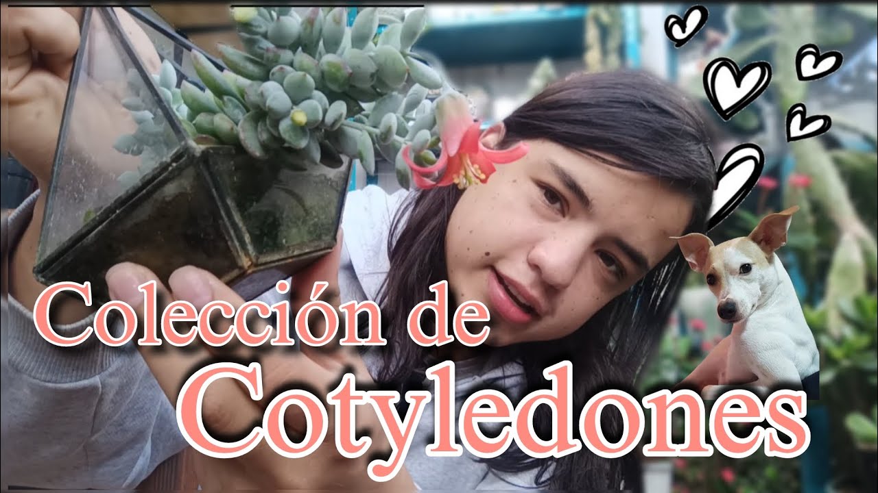 Colección de Cotyledones🥰/@PachyAmor 