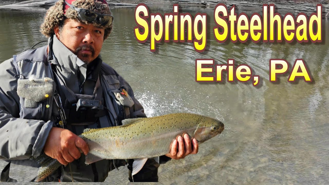 Spring Steelhead Fishing In Elk Creek, PA!! April Steelhead 2024