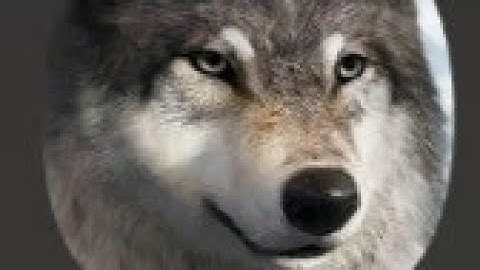 Getting ready to destroy someone《Wolf game[ the wild kingdom]》