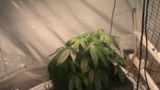 DIY 120 watt COB LED Medical Cannabis Grow