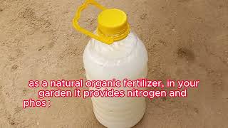 I Always Prepare This Best Fertilizer, I Water Everything With it, The Yield Will Be Huge