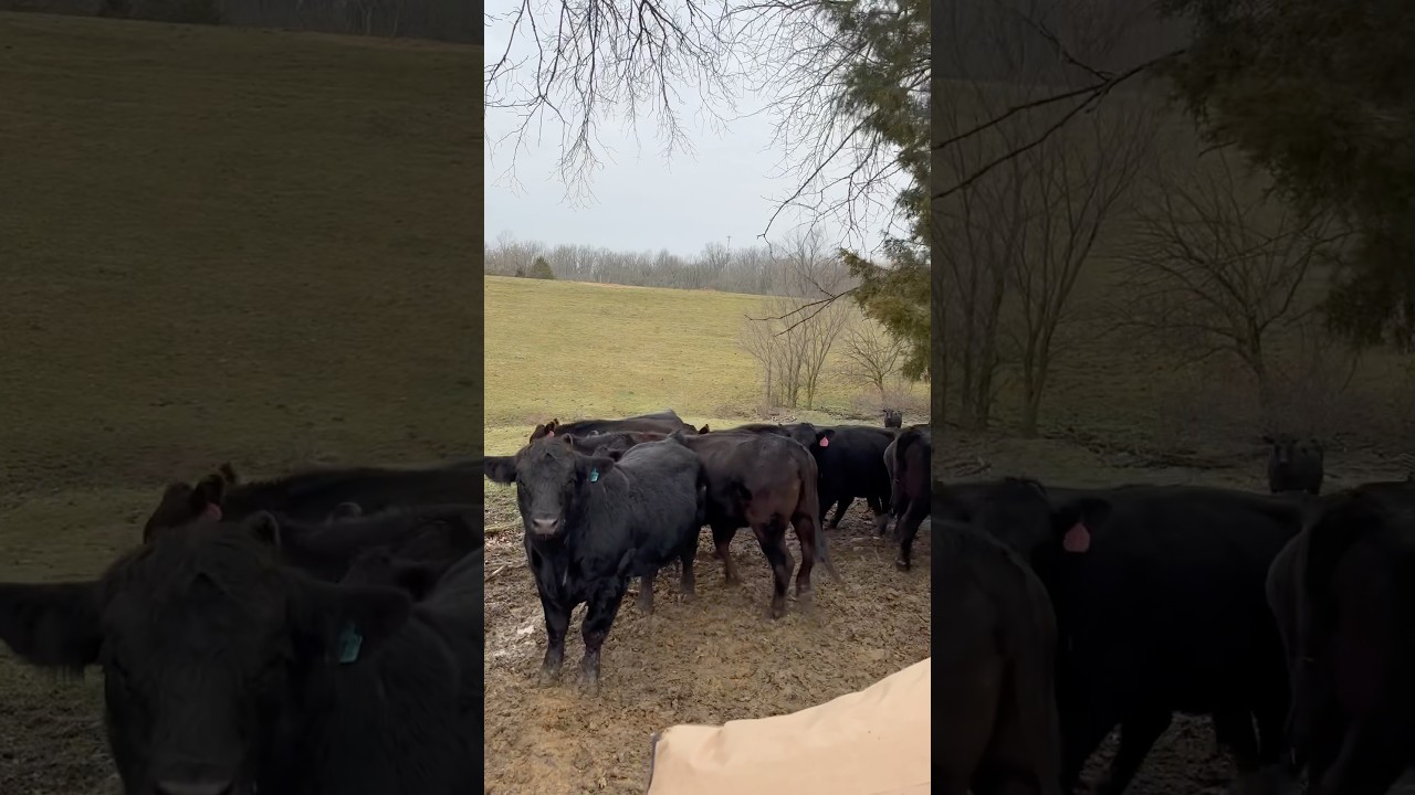 “Get out of the way bull” 