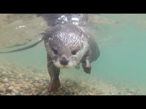 Video: Bolehkah anda berenang di tasik biwa?