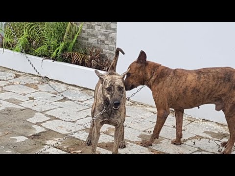 Video Chó phú quốc ông bạn lại tiếp tục đưa đến lấy giống (R) - youtube