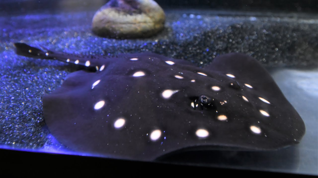 水中に輝く「天の川」 七夕にちなみ星のような模様のエイなどを展示 