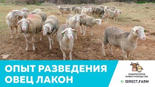 Опыт разведения, содержания и кормления молочных овец породы лакон