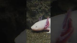 Natures Reallife Regeneration Machine facts nature