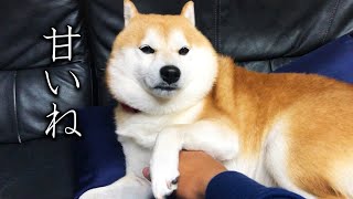 柴犬クエスト　～茶色き柴犬の討伐～