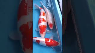 ikan koi kohaku jumbonya, bahan koleksi #koi #ikankoiberkualitas #koiindonesia #koijepang #trending