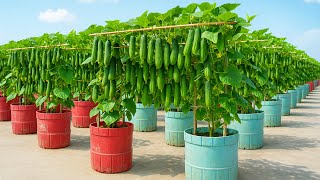 Pas besoin de jardin ! Cultivez des concombres en bouteille et remplissez votre toit de récoltes ...