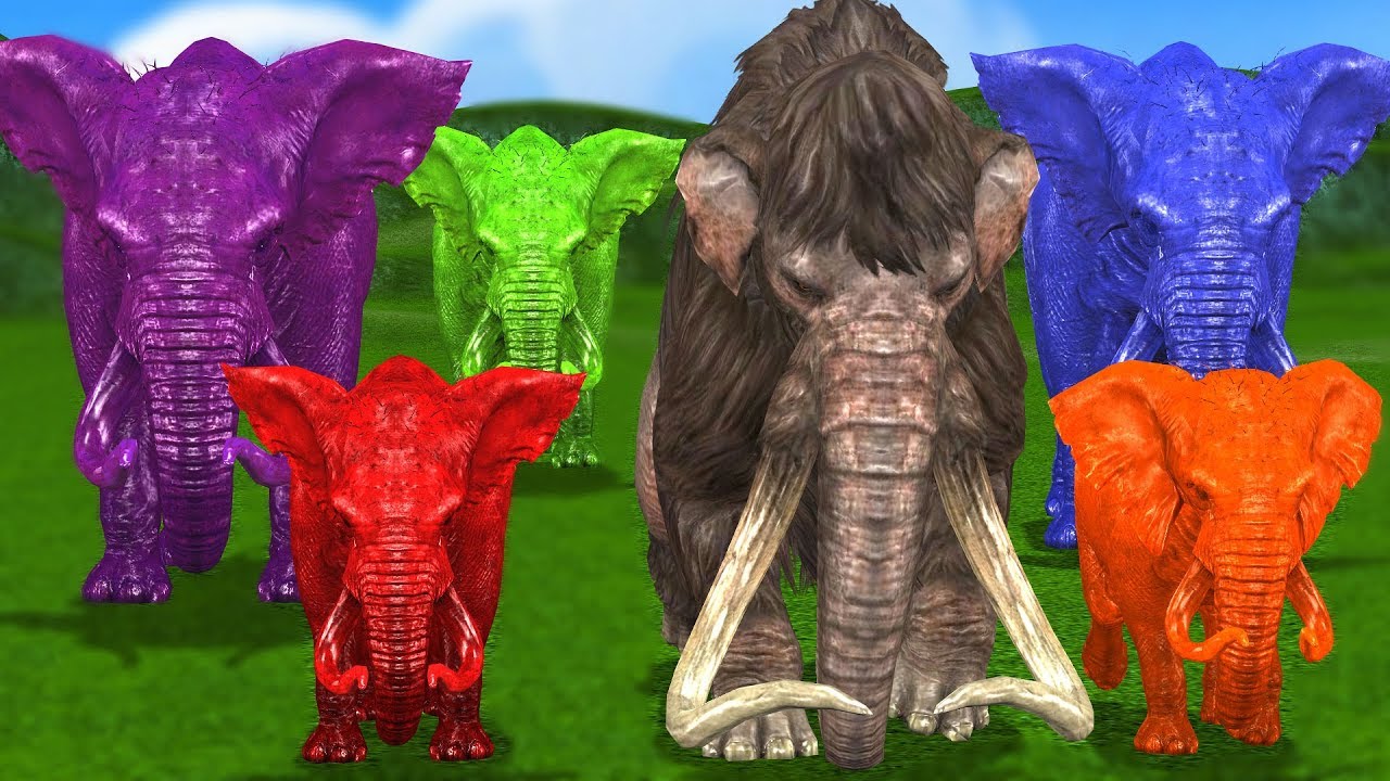 Learn Colors With Baby Elephant Walk Elephant Video For Kids