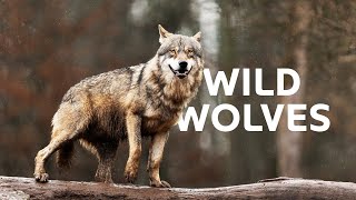 The Wild Wolves Of Germany And Their Struggle For Survival | Wildlife Documentary