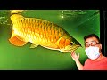 ASIAN AROWANA STORE TOUR (Grooming Secrets Revealed)