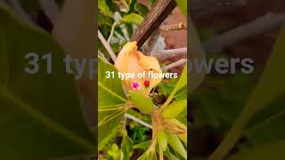 31 type of flowers 💐🌹
