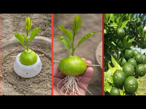 Vídeo: Mandarin Lime Care - Onde Cultivar Limoeiras Mandarinas