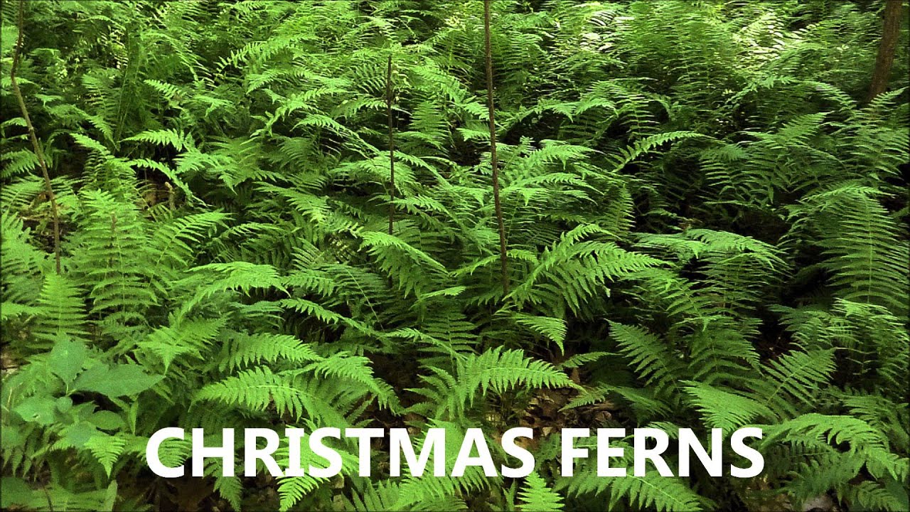 Christmas Ferns For Sale .75 Cents Each at Tn Online Tree Nursery YouTube